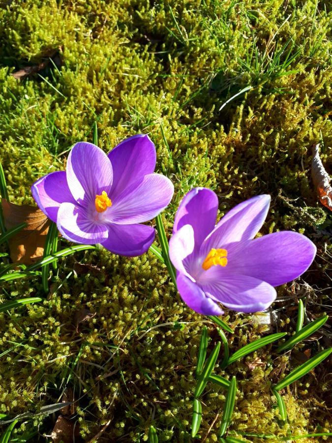 Seren Garden Pod Fort William Eksteriør bilde